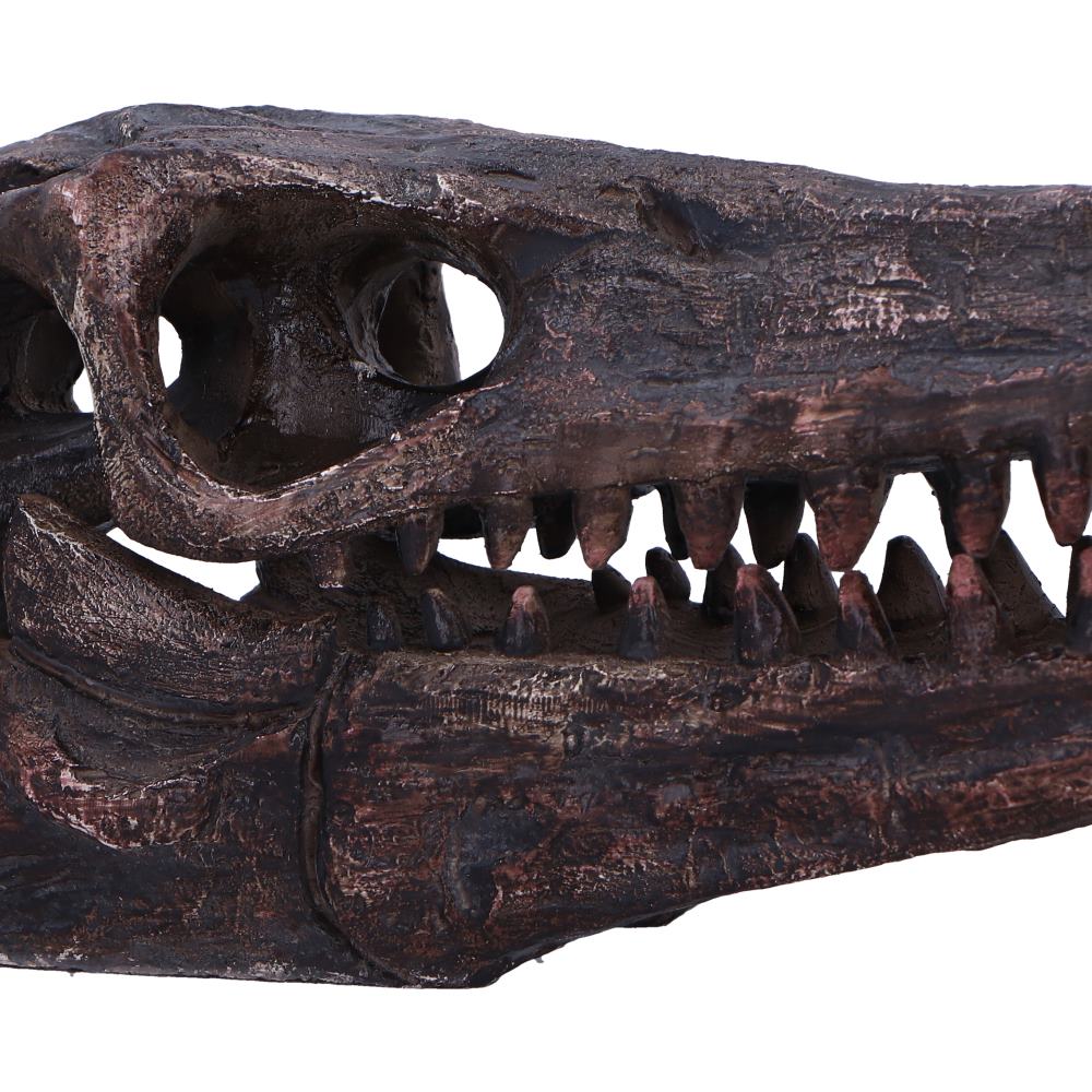 Archaeopteryx Skull 18cm