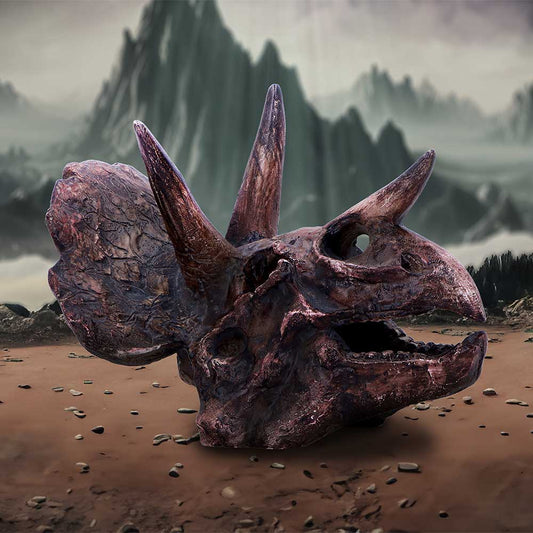 Triceratops Skull 14.5cm