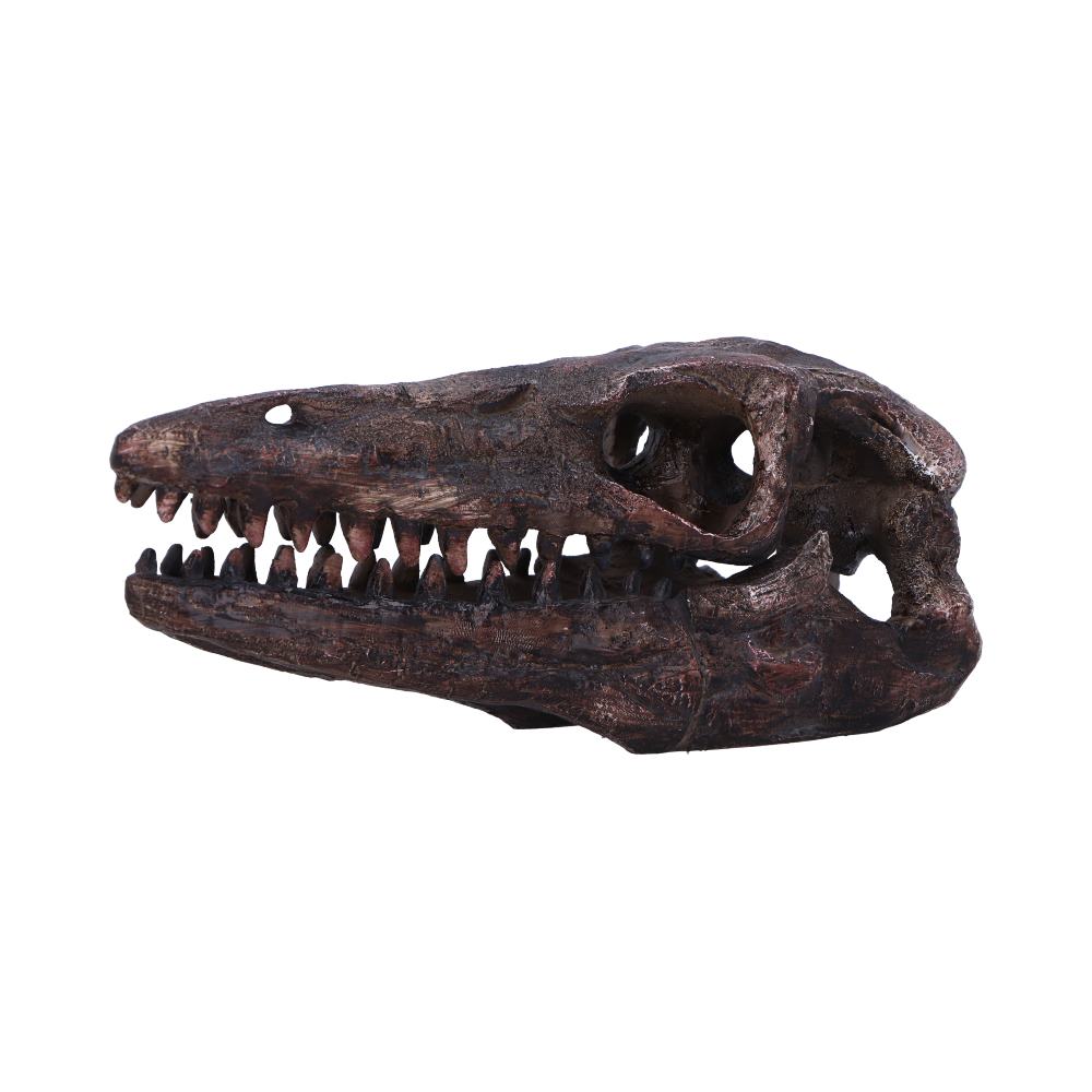 Archaeopteryx Skull 18cm