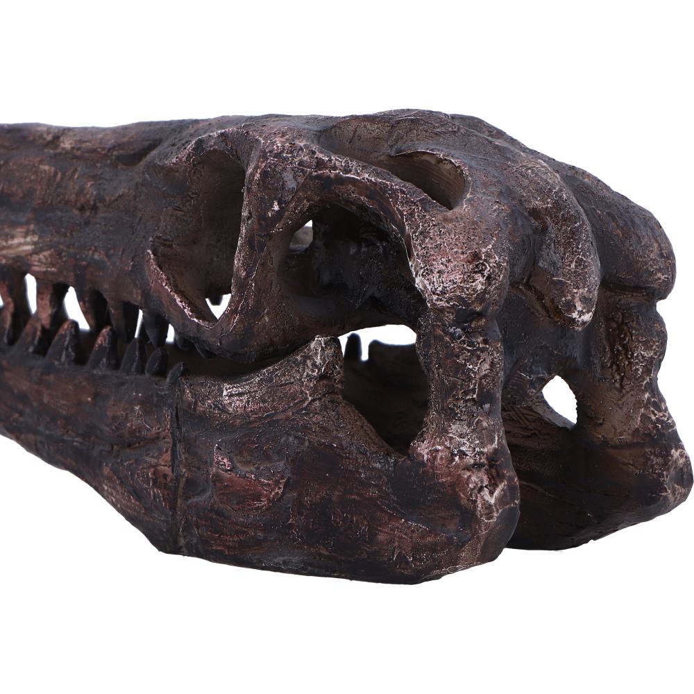Archaeopteryx Skull 18cm