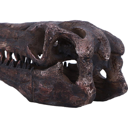 Archaeopteryx Skull 18cm